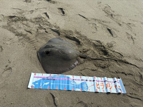 アカエイの釣果