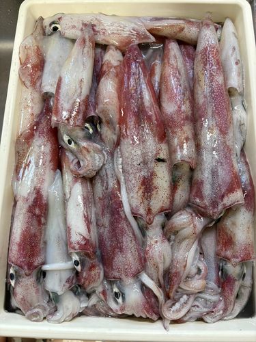 ヤリイカの釣果