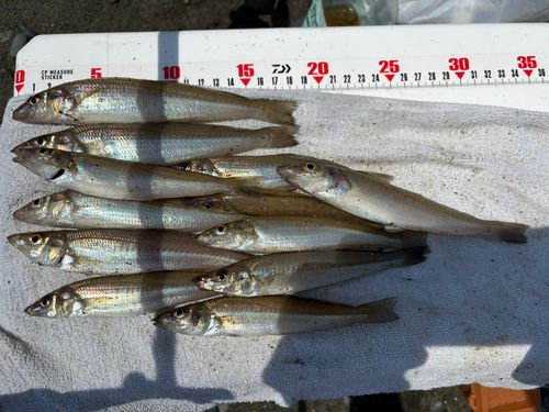 シロギスの釣果