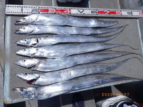 タチウオの釣果