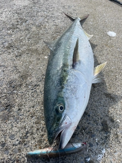 ブリの釣果