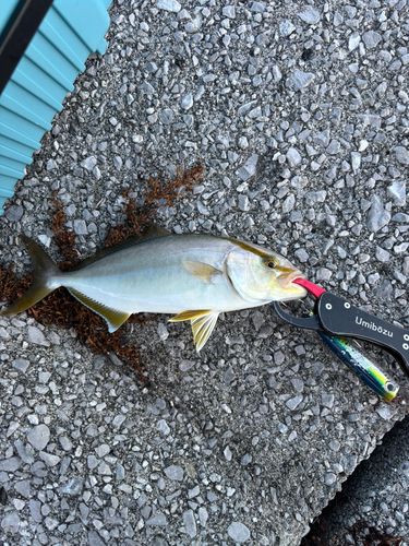 ネイリの釣果