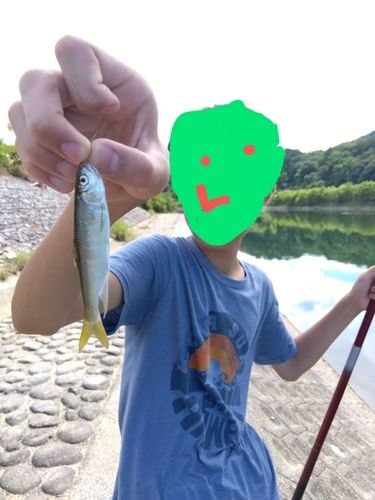オイカワの釣果