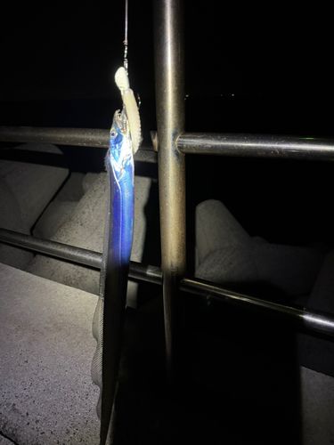 タチウオの釣果