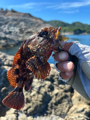 ガシラの釣果