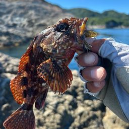 ガシラ