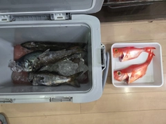 クロムツの釣果