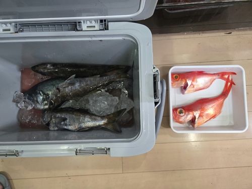 クロムツの釣果