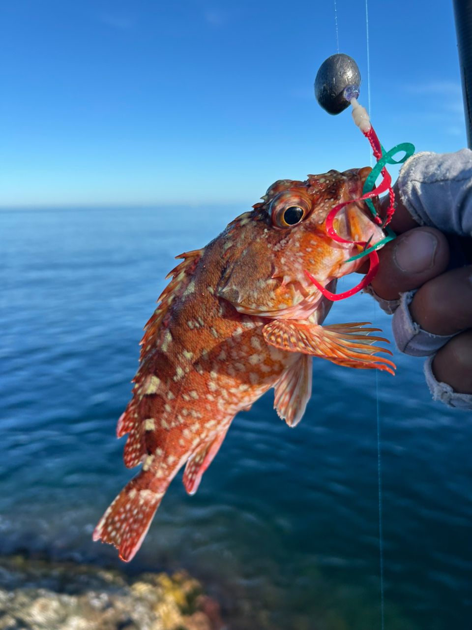 エソ王さんの釣果 2枚目の画像