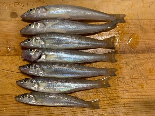 キスの釣果