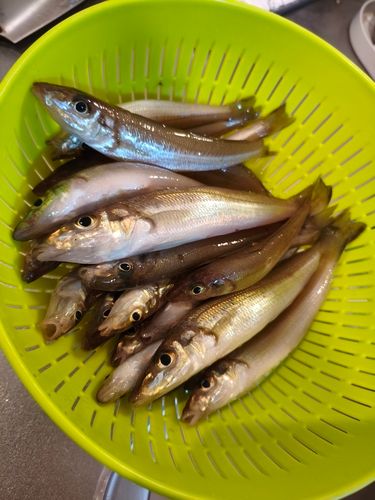 キスの釣果