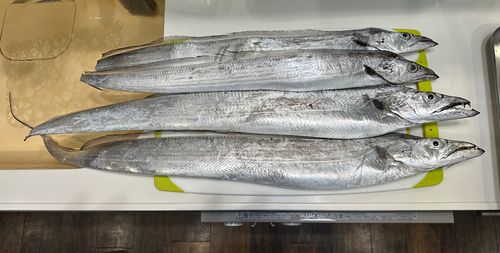 タチウオの釣果