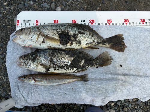 イシモチの釣果