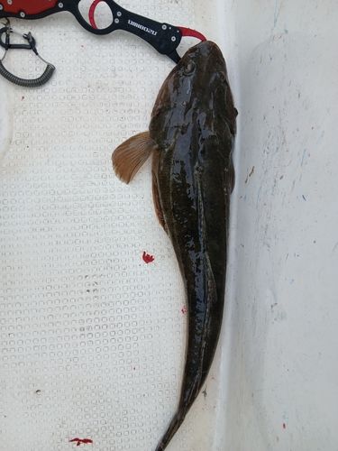 マゴチの釣果