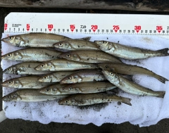 シロギスの釣果