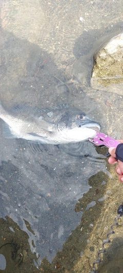 チヌの釣果