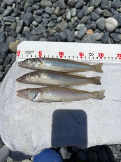 シロギスの釣果