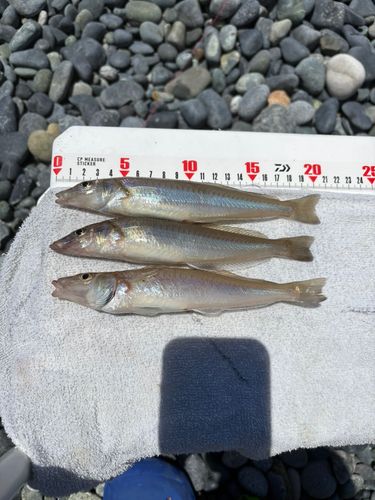 シロギスの釣果