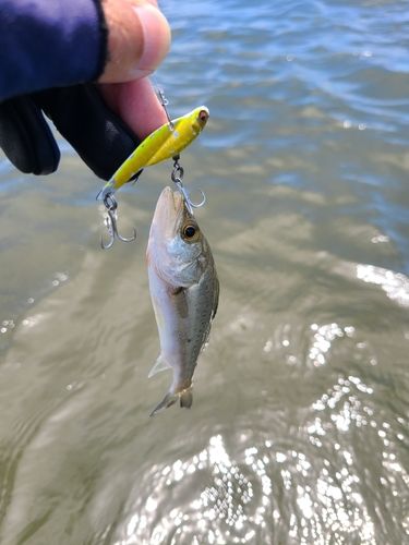セイゴ（マルスズキ）の釣果