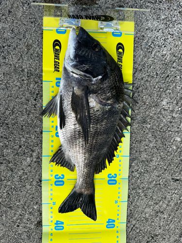 チヌの釣果