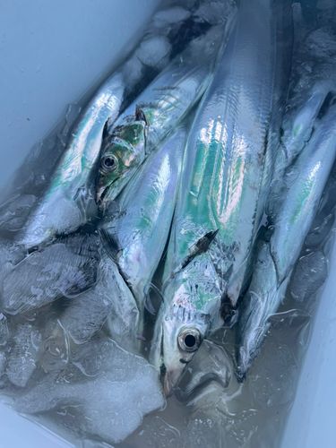 タチウオの釣果