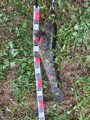 ライギョの釣果