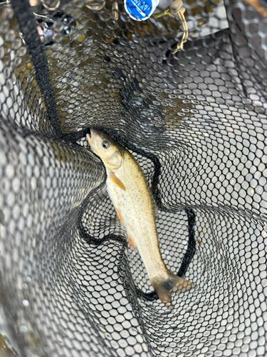 ヤマメの釣果