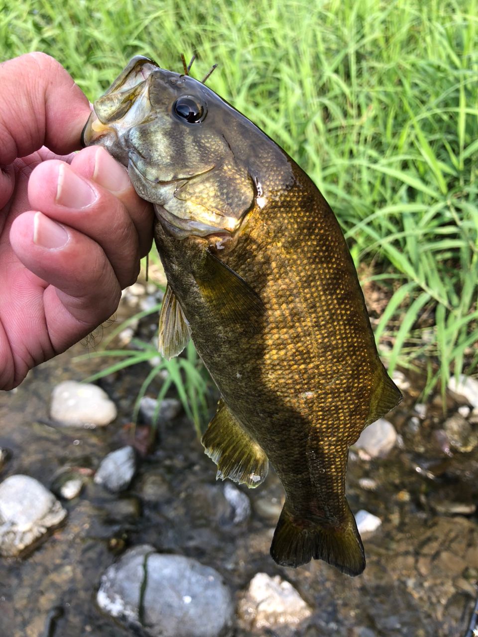 スモールマウスバス