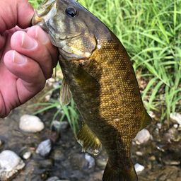 スモールマウスバス