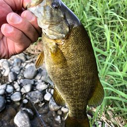 スモールマウスバス