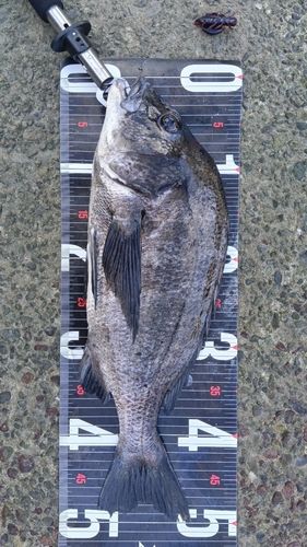 チヌの釣果