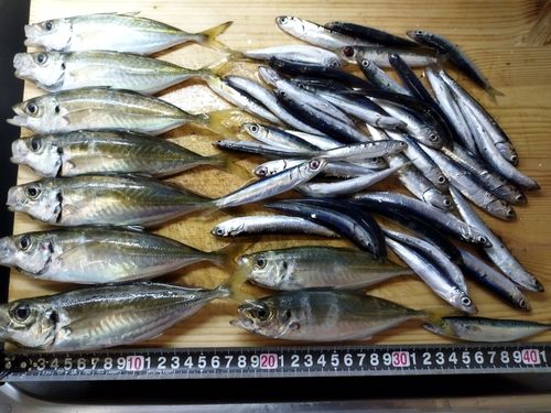 アジの釣果