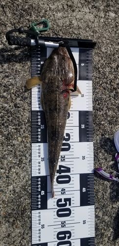 マゴチの釣果