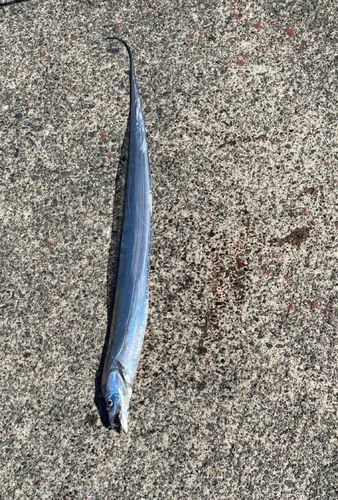 タチウオの釣果