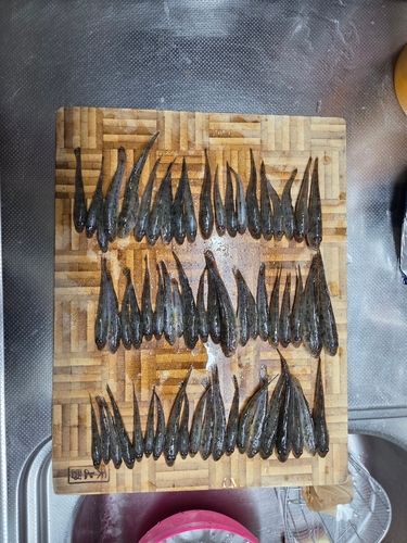 釣果