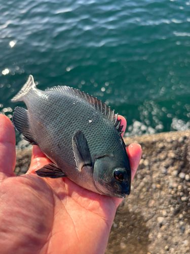 グレの釣果