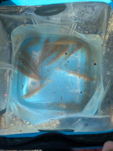 ハゼの釣果