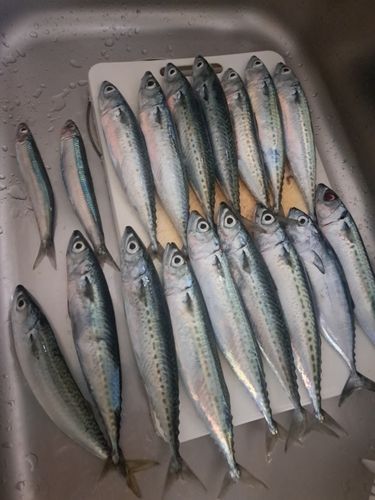 サバの釣果