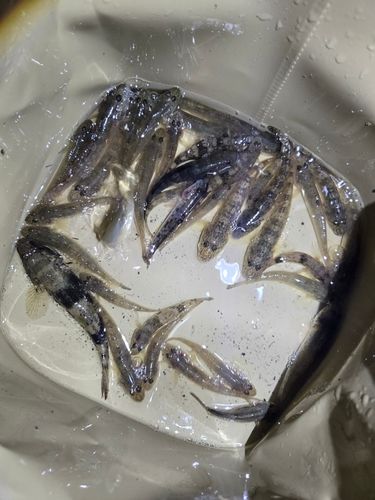 ハゼの釣果
