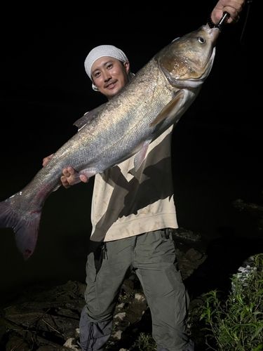 ハクレンの釣果