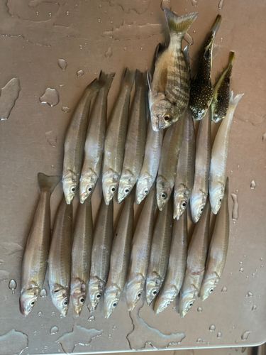 キスの釣果
