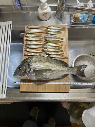 キスの釣果
