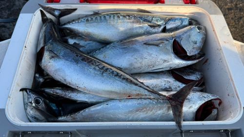 ソウダガツオの釣果