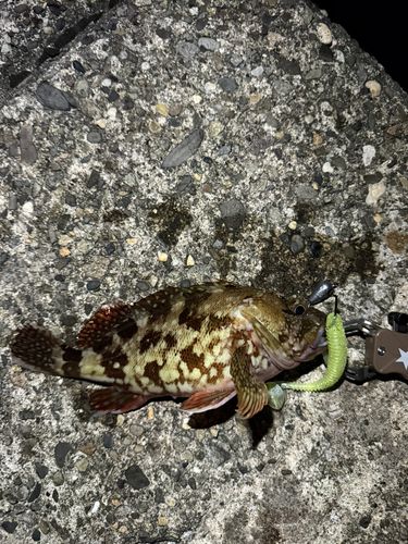カサゴの釣果