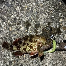 カサゴ