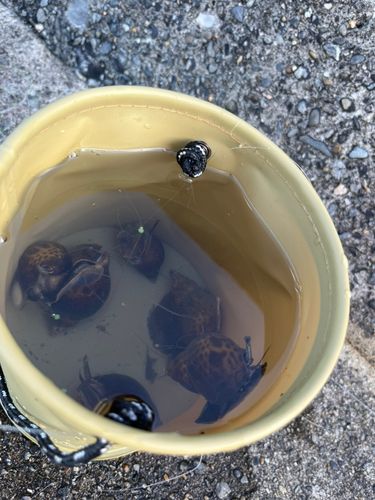 釣果
