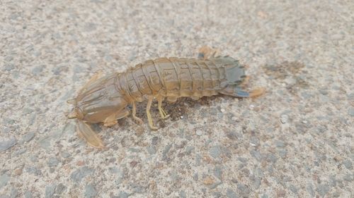 シャコの釣果