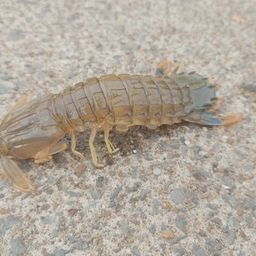 シャコ