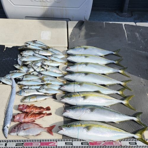 ハマチの釣果