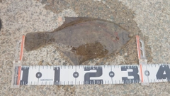 カレイの釣果